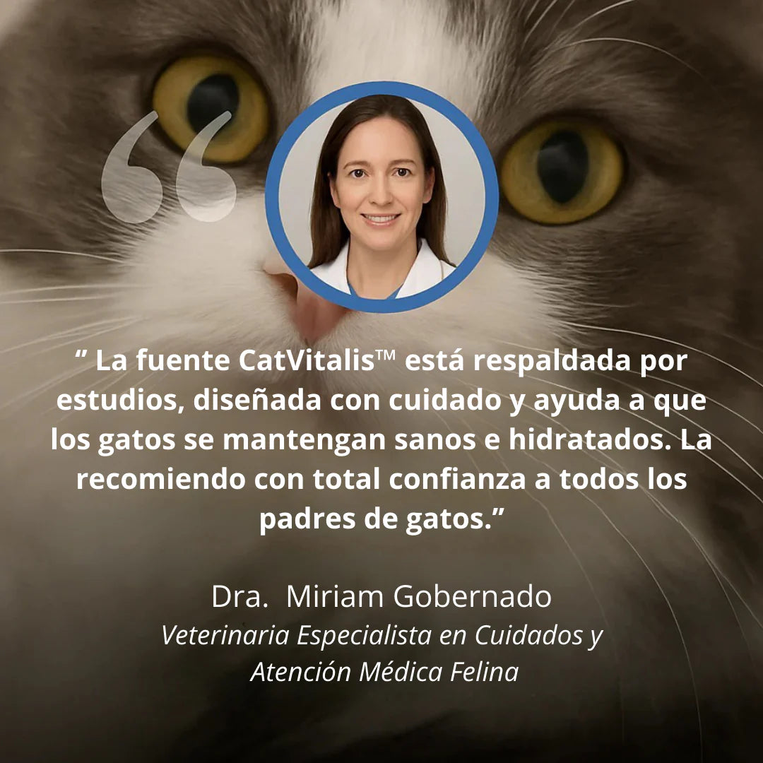 Protege a tu gato de la deshidratación y los problemas urinarios