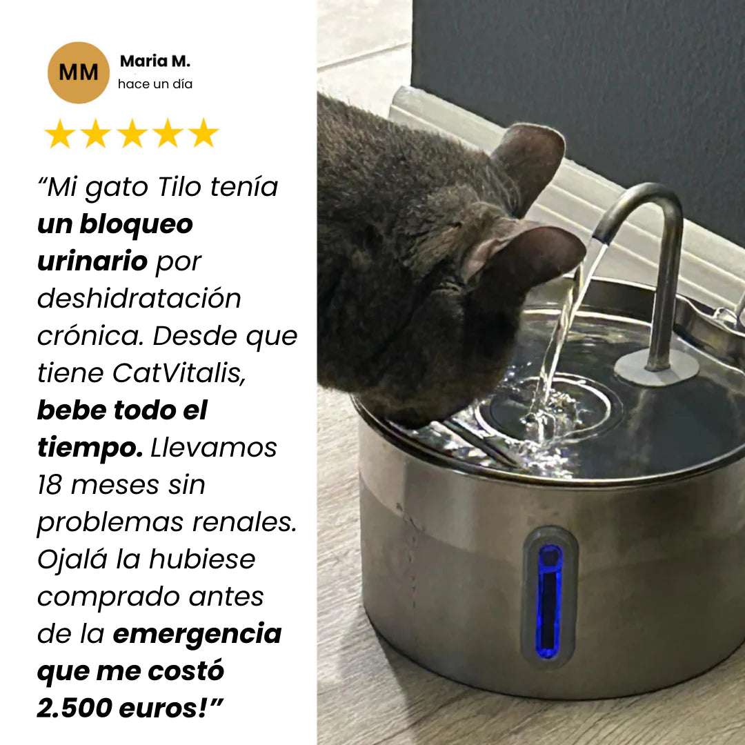 Protege a tu gato de la deshidratación y los problemas urinarios