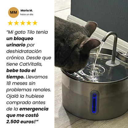 Protege a tu gato de la deshidratación y los problemas urinarios