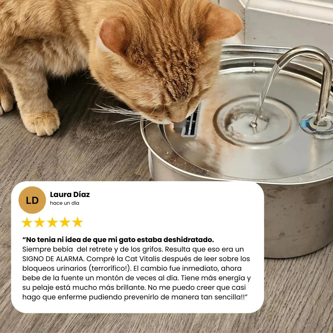 Protege a tu gato de la deshidratación y los problemas urinarios
