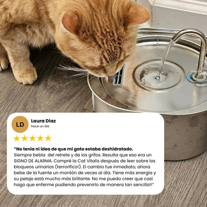 Protege a tu gato de la deshidratación y los problemas urinarios
